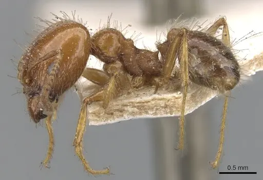 Pheidole dentata specimen CASENT0901475 image casent0901475_3
