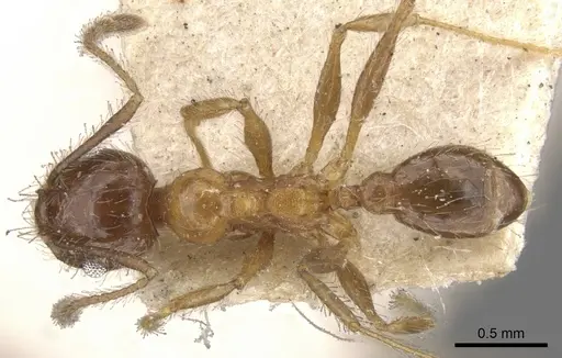 Pheidole dentata specimen CASENT0901476 image casent0901476_1