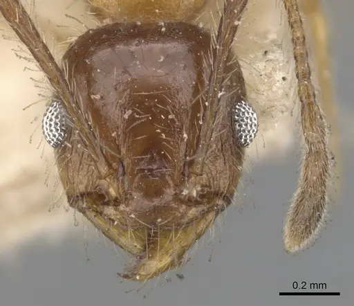 Pheidole dentata specimen CASENT0901476 image casent0901476_2