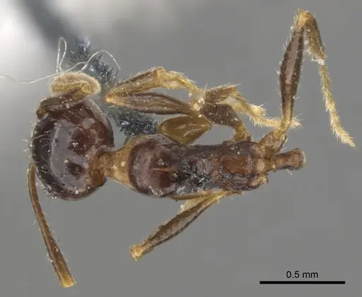 Pheidole dentata specimen CASENT0901549 image casent0901549_1