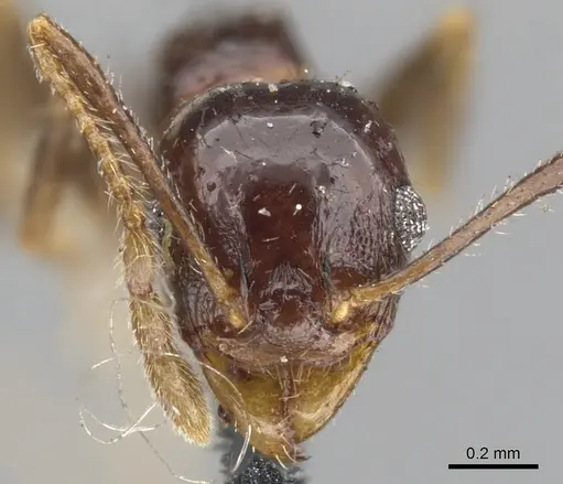 Pheidole dentata specimen CASENT0901549 image casent0901549_2
