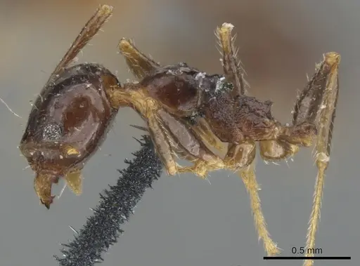 Pheidole dentata specimen CASENT0901549 image casent0901549_3