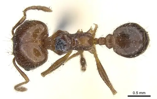 Pheidole dentata specimen CASENT0901550 image casent0901550_1