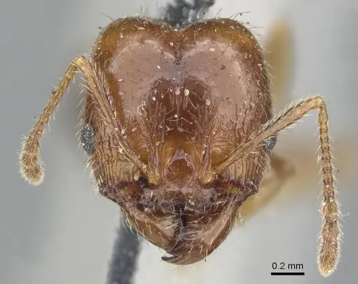 Pheidole dentata specimen CASENT0901550 image casent0901550_2