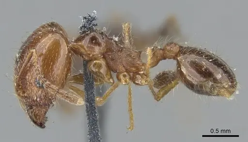 Pheidole dentata specimen CASENT0901550 image casent0901550_3