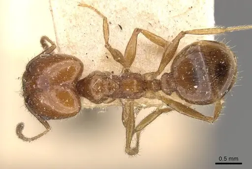 Pheidole dentata specimen CASENT0908218 image casent0908218_1
