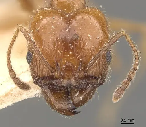 Pheidole dentata specimen CASENT0908218 image casent0908218_2