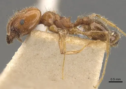 Pheidole dentata specimen CASENT0908218 image casent0908218_3