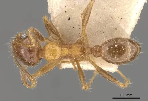 Pheidole dentata specimen CASENT0908219 image casent0908219_1
