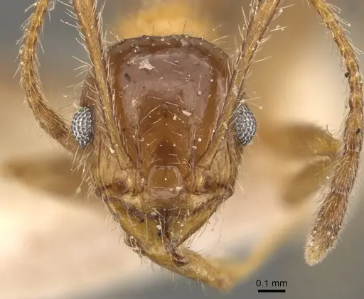 Pheidole dentata specimen CASENT0908219 image casent0908219_2