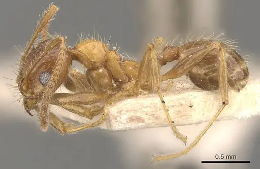 Pheidole dentata specimen CASENT0908219 image casent0908219_3