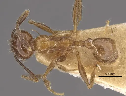 Pheidole dentata specimen CASENT0917765 image casent0917765_1