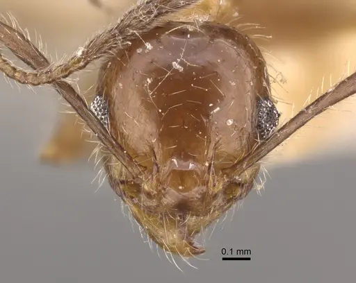 Pheidole dentata specimen CASENT0917765 image casent0917765_2