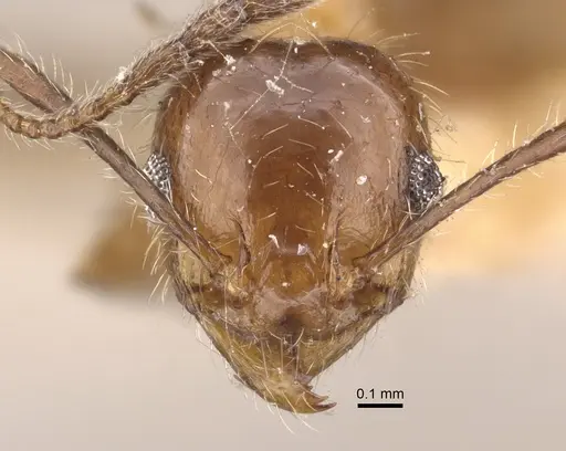 Pheidole dentata specimen CASENT0917765 image casent0917765_3