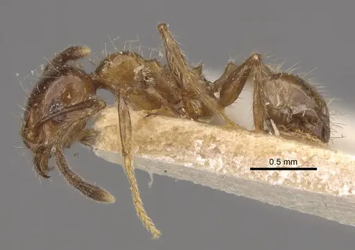 Pheidole dentata specimen CASENT0917765 image casent0917765_4