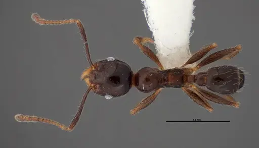Pheidole dentata specimen FMNHINS0000078503 image fmnhins0000078503_1