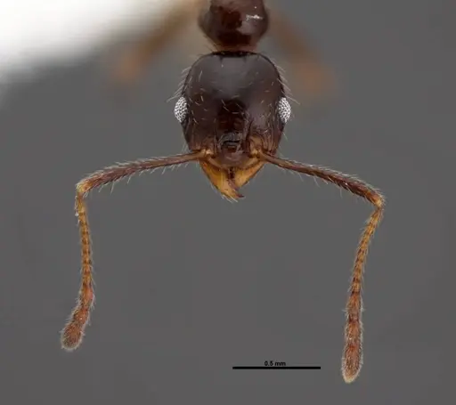 Pheidole dentata specimen FMNHINS0000078503 image fmnhins0000078503_2