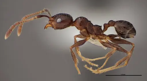 Pheidole dentata specimen FMNHINS0000078503 image fmnhins0000078503_3