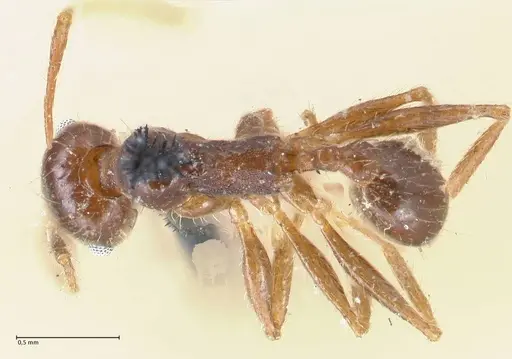 Pheidole dentata specimen FOCOL1552 image focol1552_1
