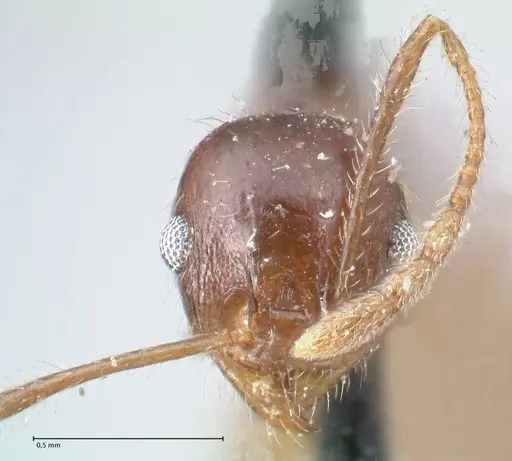 Pheidole dentata specimen FOCOL1552 image focol1552_2
