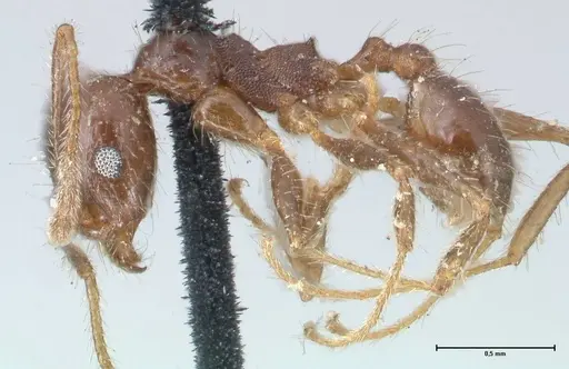 Pheidole dentata specimen FOCOL1552 image focol1552_3