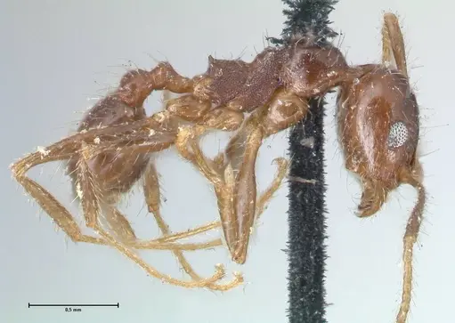 Pheidole dentata specimen FOCOL1552 image focol1552_4