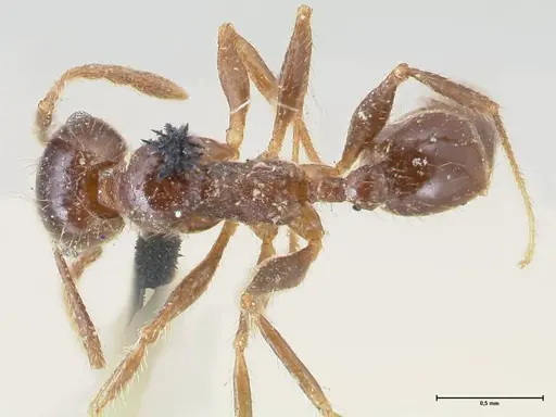 Pheidole dentata specimen FOCOL1553 image focol1553_1