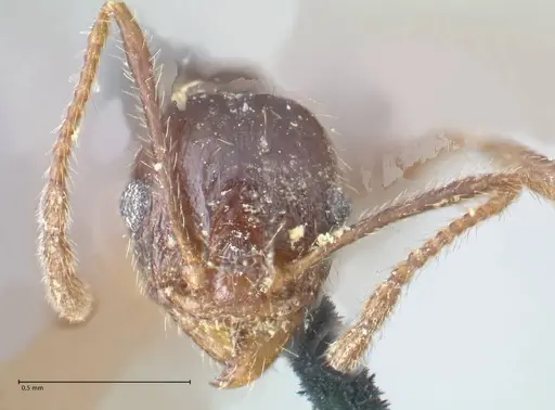 Pheidole dentata specimen FOCOL1553 image focol1553_2
