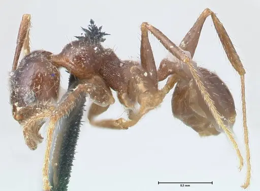 Pheidole dentata specimen FOCOL1553 image focol1553_3