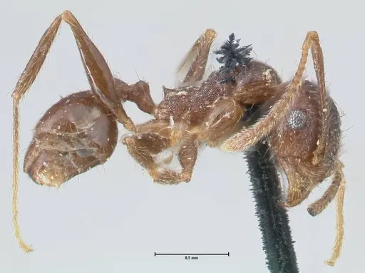 Pheidole dentata specimen FOCOL1553 image focol1553_4