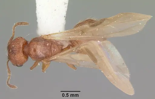 Pheidole dentigula specimen CASENT0104392 image casent0104392_1