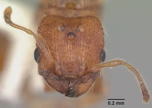 Pheidole dentigula specimen CASENT0104392 image casent0104392_2