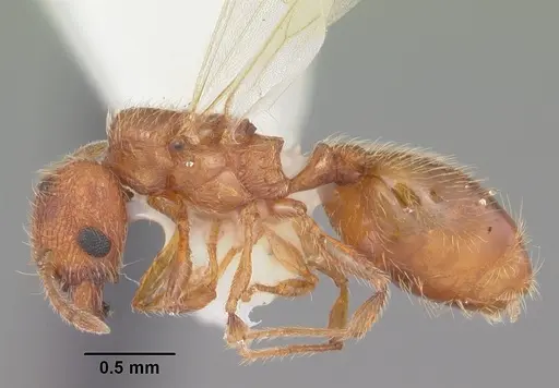 Pheidole dentigula specimen CASENT0104392 image casent0104392_3