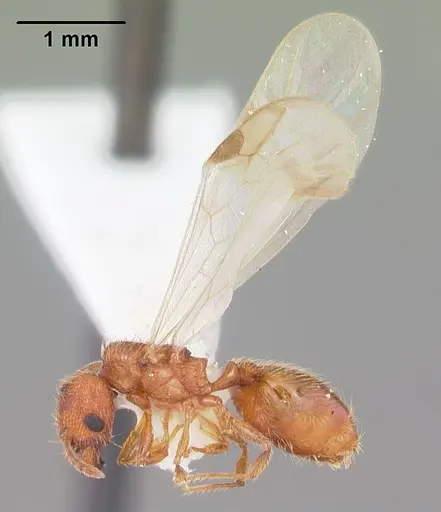 Pheidole dentigula specimen CASENT0104392 image casent0104392_4