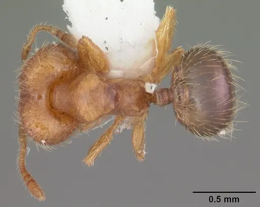 Pheidole dentigula specimen CASENT0104393 image casent0104393_1