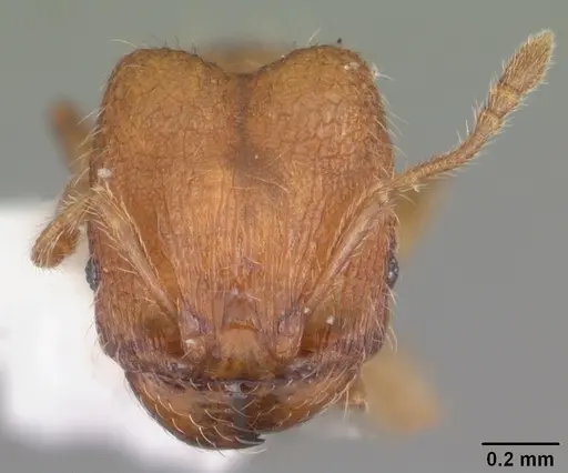Pheidole dentigula specimen CASENT0104393 image casent0104393_2