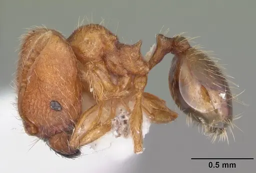 Pheidole dentigula specimen CASENT0104393 image casent0104393_3