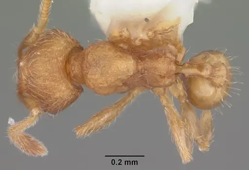 Pheidole dentigula specimen CASENT0104394 image casent0104394_1