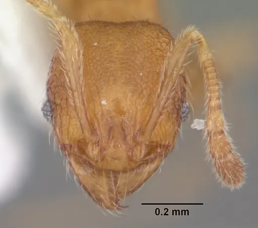 Pheidole dentigula specimen CASENT0104394 image casent0104394_2
