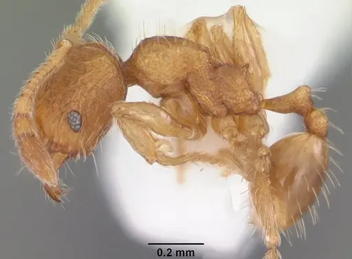 Pheidole dentigula specimen CASENT0104394 image casent0104394_3