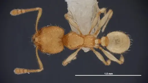 Pheidole dentigula specimen FMNHINS0000088647 image fmnhins0000088647_1