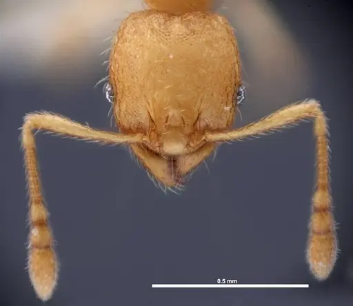 Pheidole dentigula specimen FMNHINS0000088647 image fmnhins0000088647_2