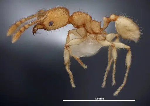 Pheidole dentigula specimen FMNHINS0000088647 image fmnhins0000088647_3