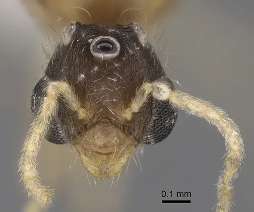 Pheidole depressinoda specimen CASENT0611032 image casent0611032_2