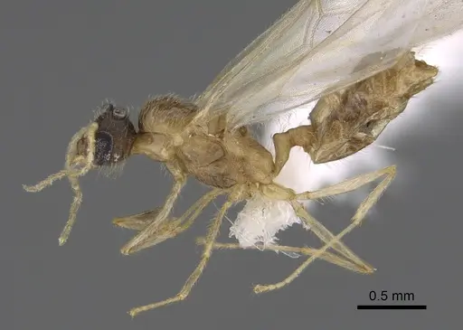 Pheidole depressinoda specimen CASENT0611032 image casent0611032_3