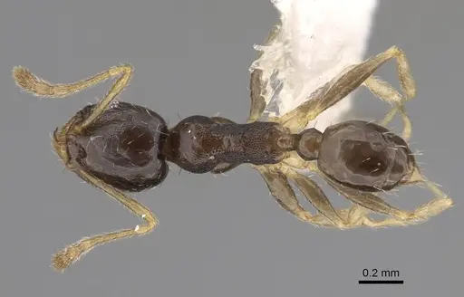 Pheidole depressinoda specimen CASENT0611033 image casent0611033_1