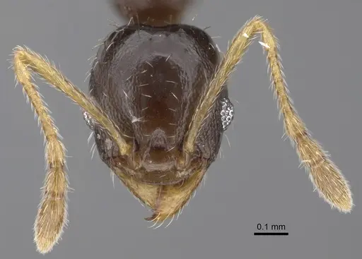 Pheidole depressinoda specimen CASENT0611033 image casent0611033_2
