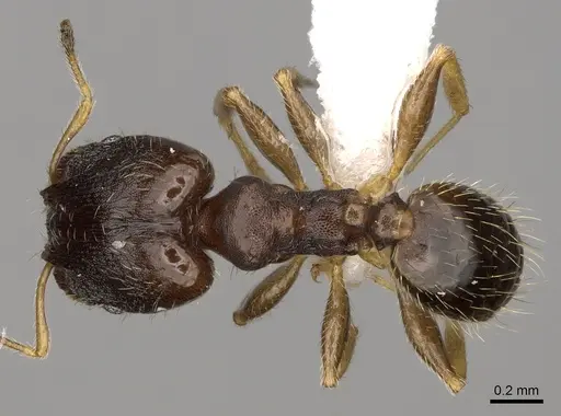 Pheidole depressinoda specimen CASENT0611034 image casent0611034_1