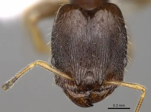 Pheidole depressinoda specimen CASENT0611034 image casent0611034_2