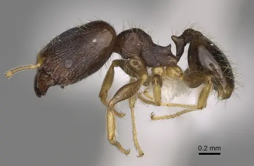 Pheidole depressinoda specimen CASENT0611034 image casent0611034_3